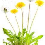 Dandelion_KONESANS