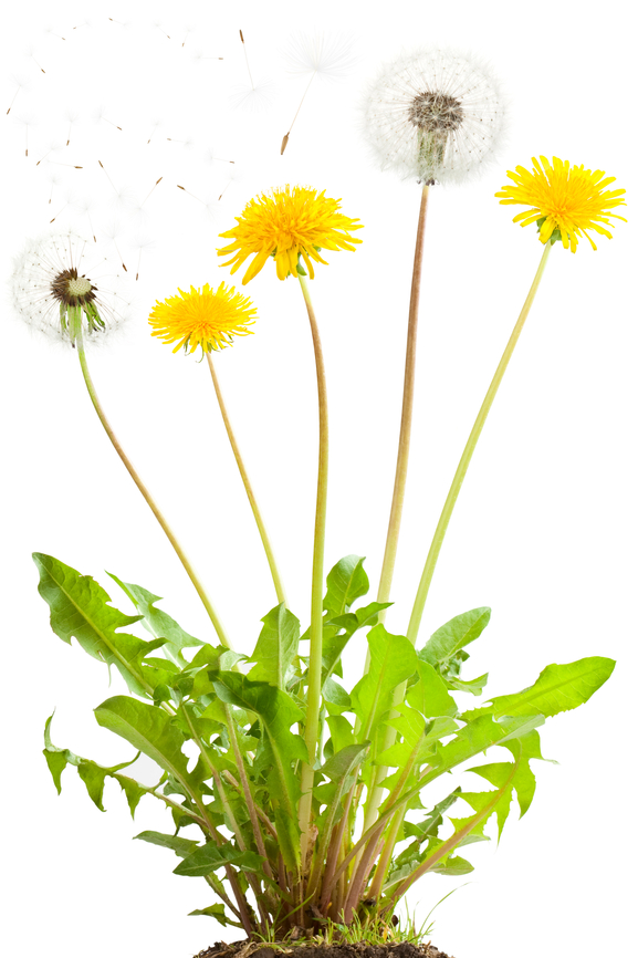 Dandelion_KONESANS